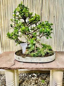 A Ficus Retusa bonsai. From Lodhi Gardens, Delhi, India.