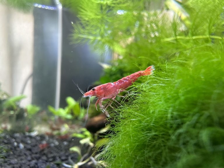 Red Cherry freshwater shrimp standing on a moss ball.