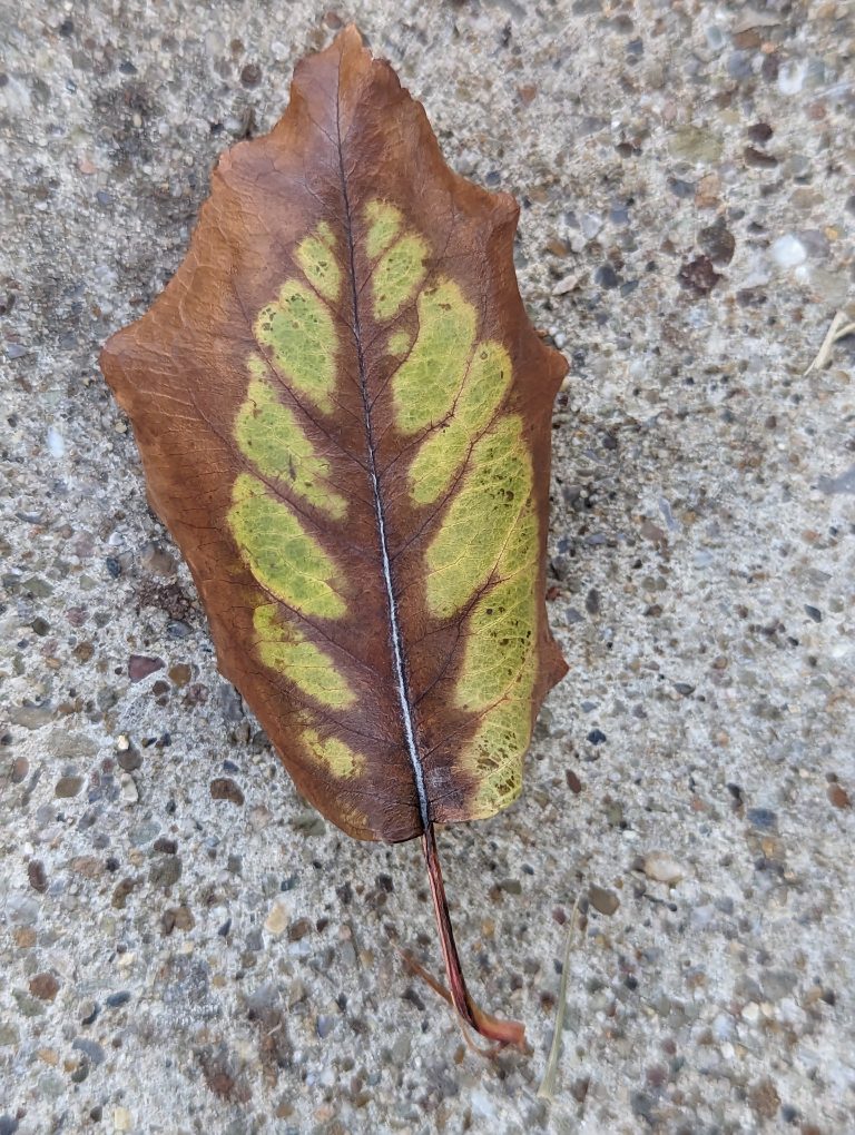 A green and brown dry leaf, lying on a stone surface, with veins clearly visible.