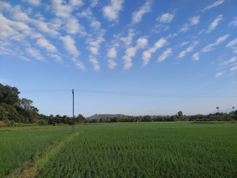 Rice Field