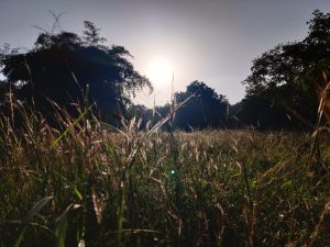 It's an image from grass field captured in the early during the OpenVerse Walk in Bhopal City.
#WCBhopal