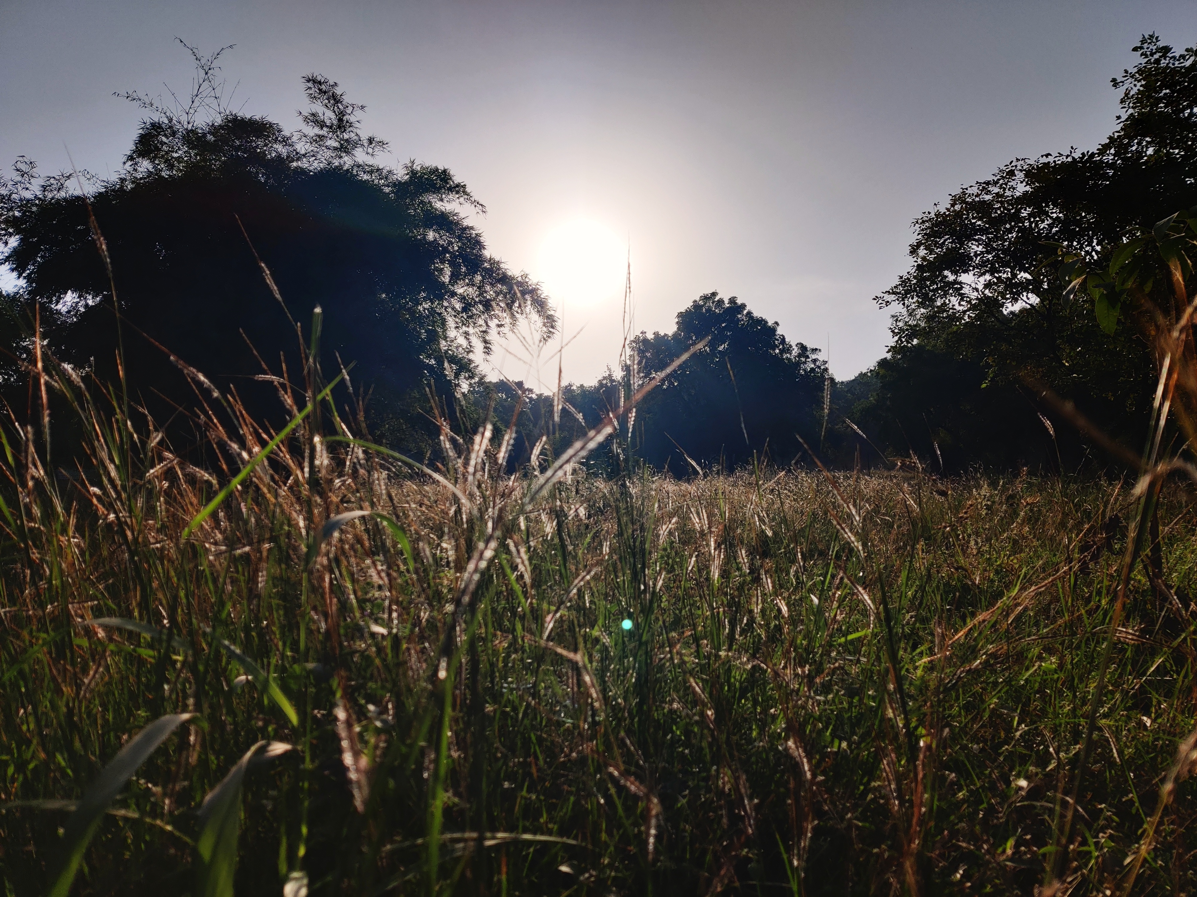 It's an image from grass field captured in the early during the OpenVerse Walk in Bhopal City.
#WCBhopal