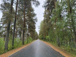 A tranquil road bordered by tall pine trees with textured bark and green foliage. The road, wet from recent rain, stretches straight ahead, flanked by a mix of fresh green underbrush and patches of bare ground. The overcast sky suggests an ambiance of calm and stillness.