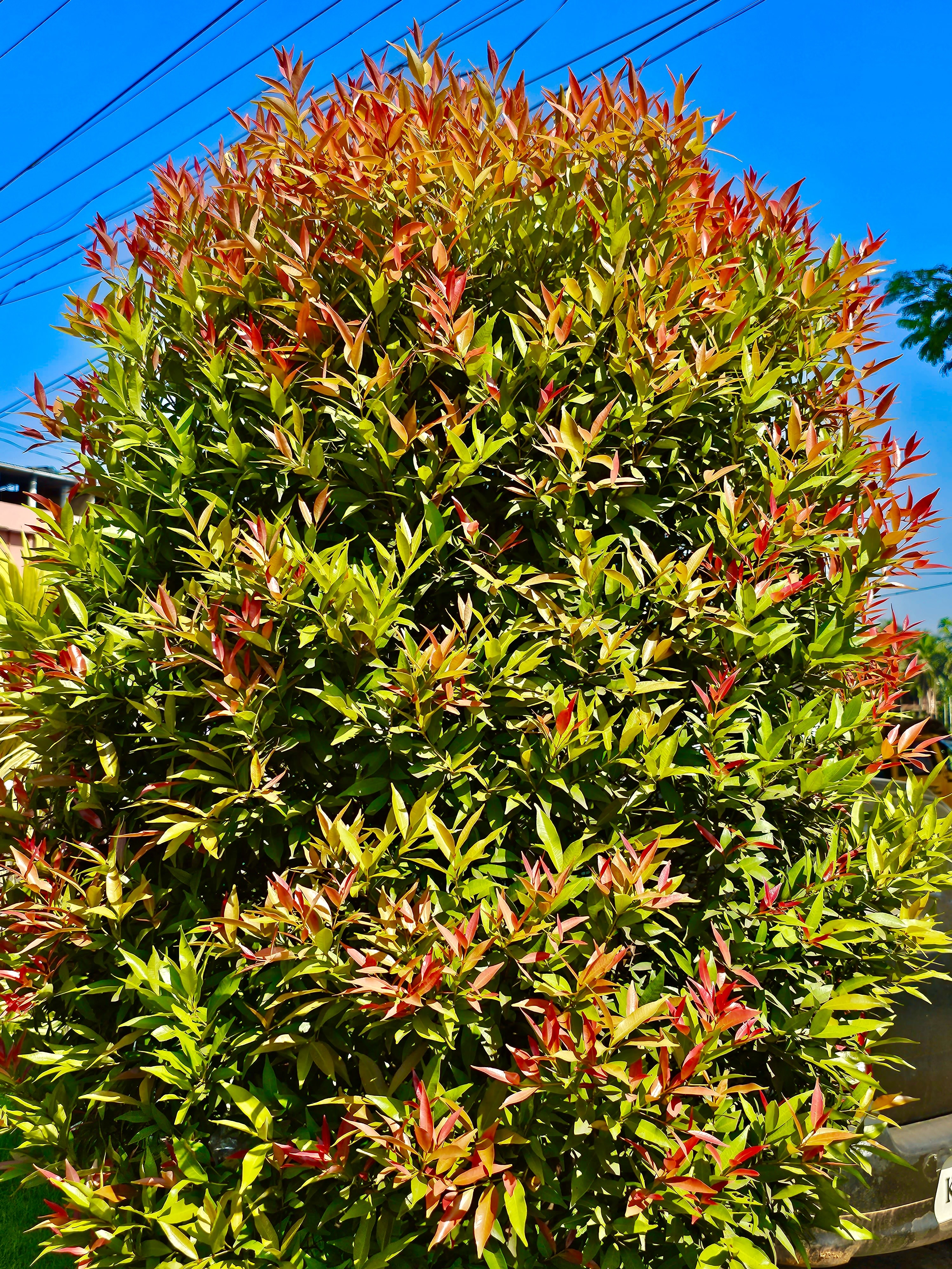 Syzygium Campanulatum plant under the electrical supply line. It is commonly known as Christina Tree. From Edavannapara, Malappuram, Kerala.