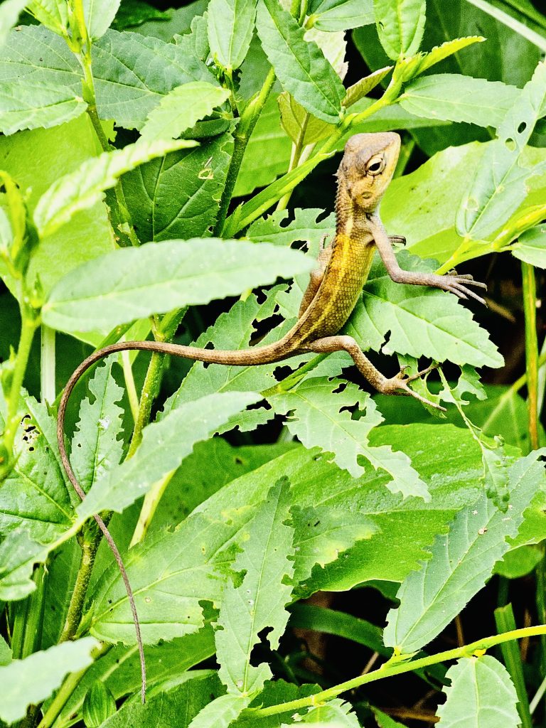 The female Calotes versicolor. It is commonly called as the oriental garden lizard, eastern garden lizard, Indian garden lizard, common garden lizard, bloodsucker or changeable lizard. From Oorkkadavu, Kozhikode, Kerala.