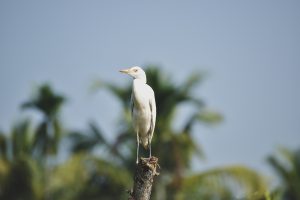 Bird sitting on a tree stump