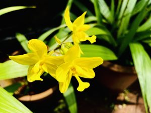 A perennial variety orchid that grows in soil. From my garden. 