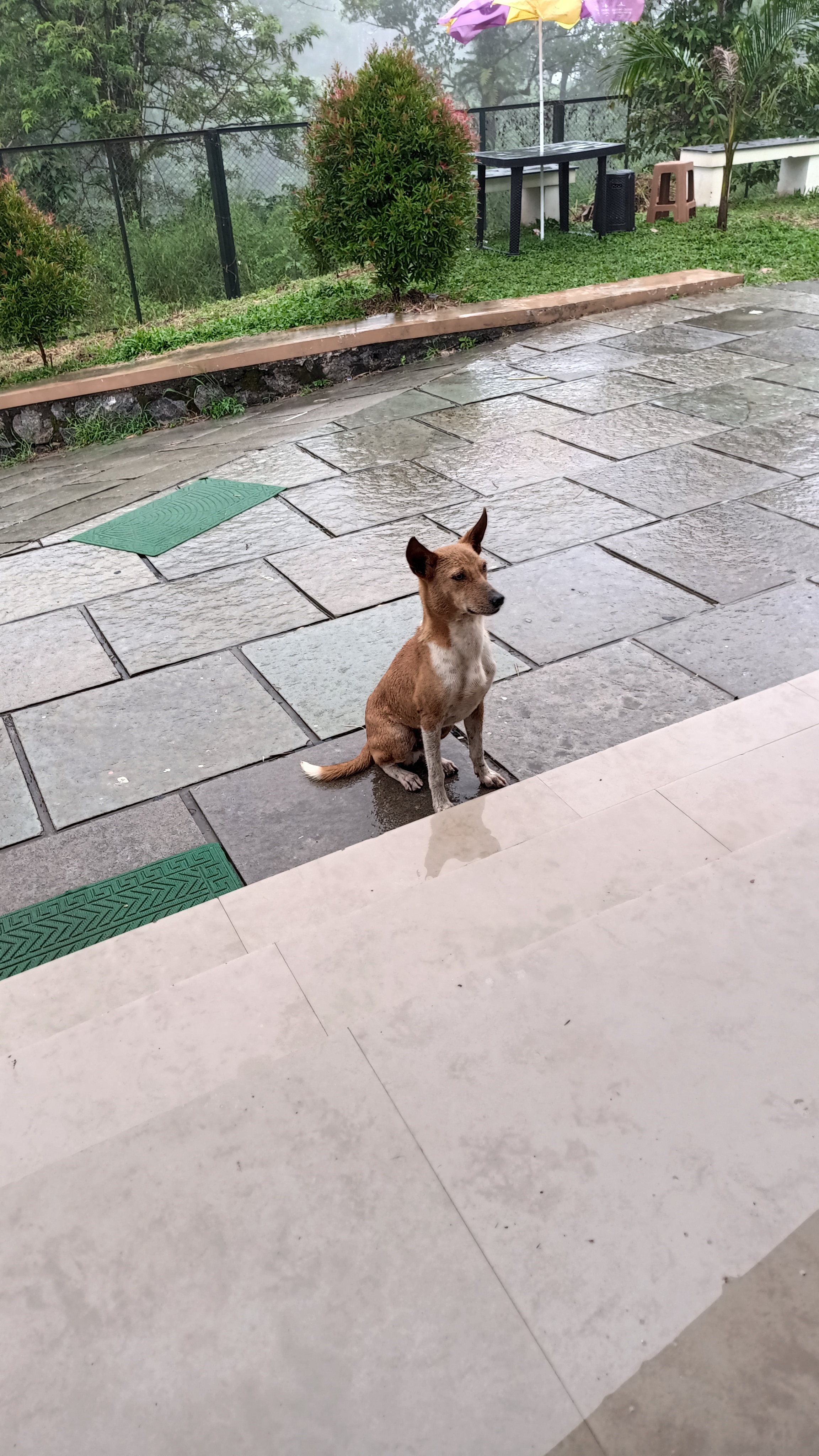 Dog sitting on the outside of a shop in a rainy day. #dog #rain