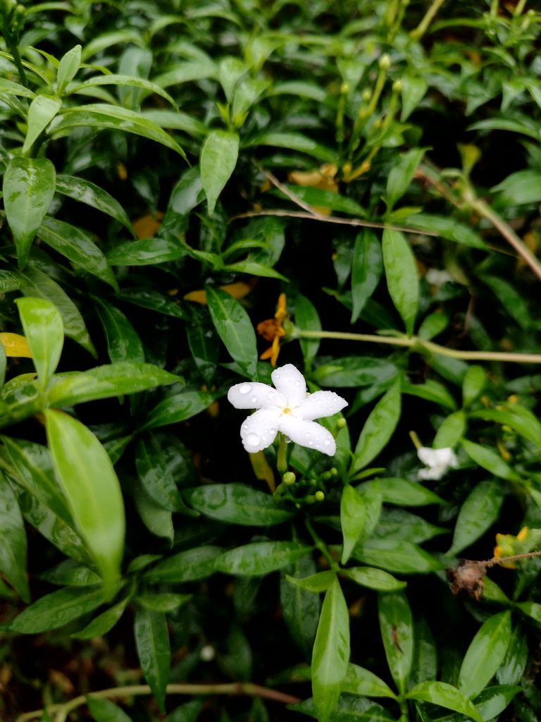 A small white flower with water droplets in a garden surrounded by green plants
#WPPhotoFestival