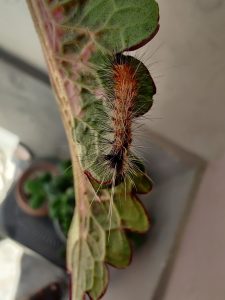 Spiky insect on a plant

