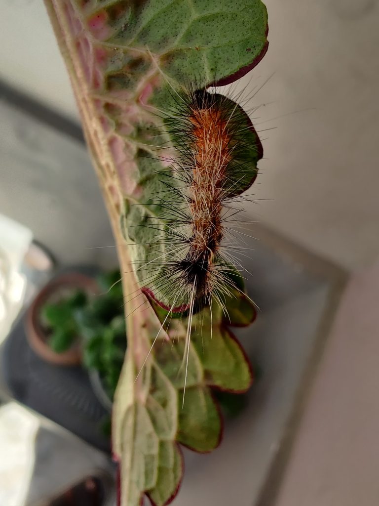 Spiky insect on a plant