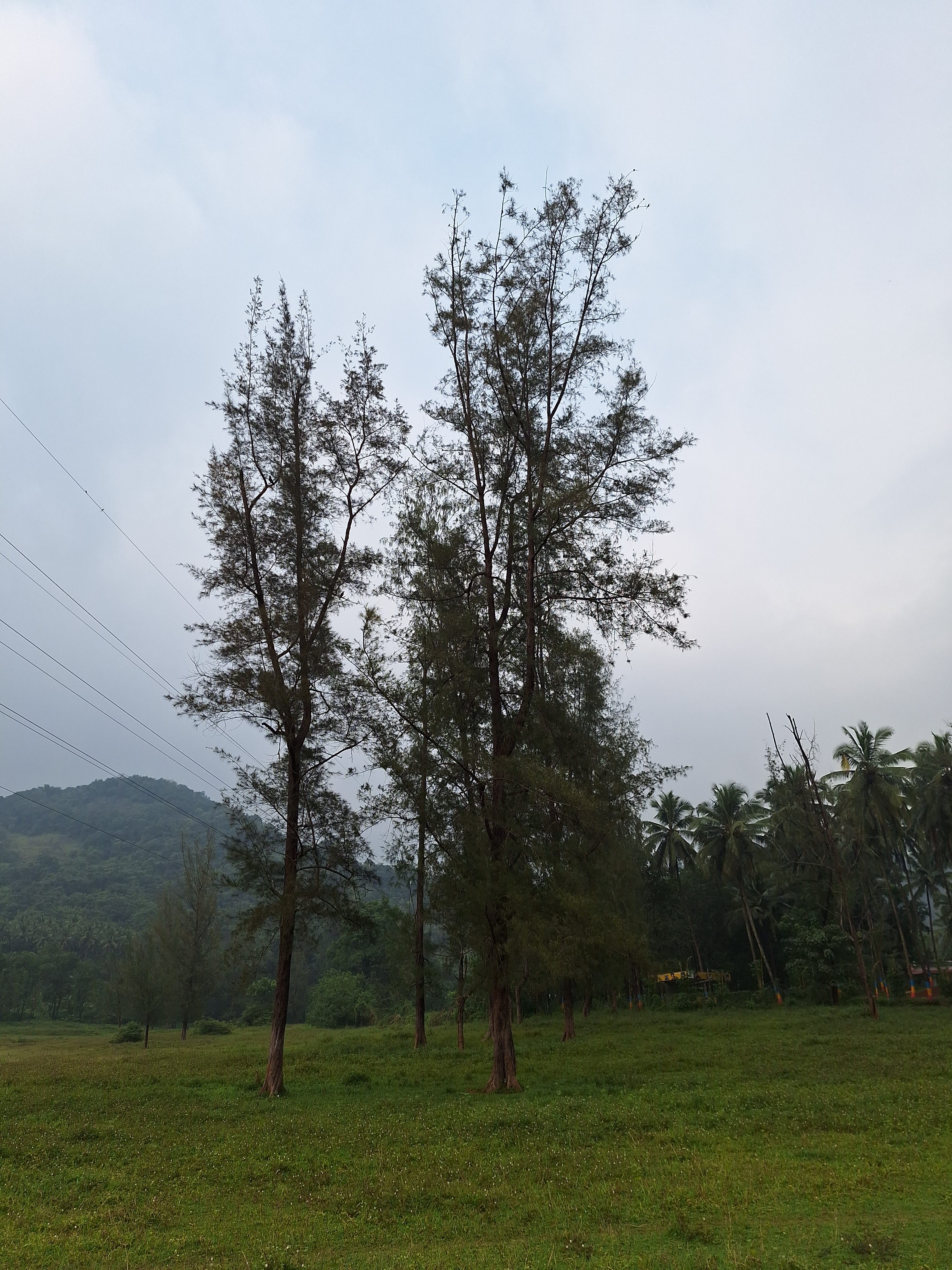 Pine trees, photo taken from kakkayam, kerala
