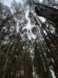 Pine forest #WPPhotoFestival