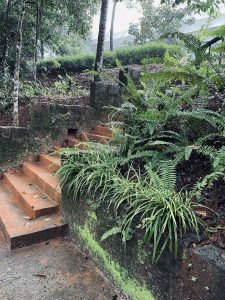 Stairway surrounded by lush ferns and moss-covered stones, leading into a serene forested area with a hint of a canopy in the distance




