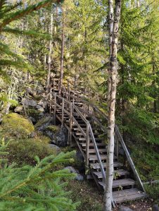 View larger photo: A wooden staircase winds through a dense forest with tall pine and birch trees. The stairs navigate around large rocks and mossy ground. Sunlight filters through the branches, casting dappled shadows on the steps.