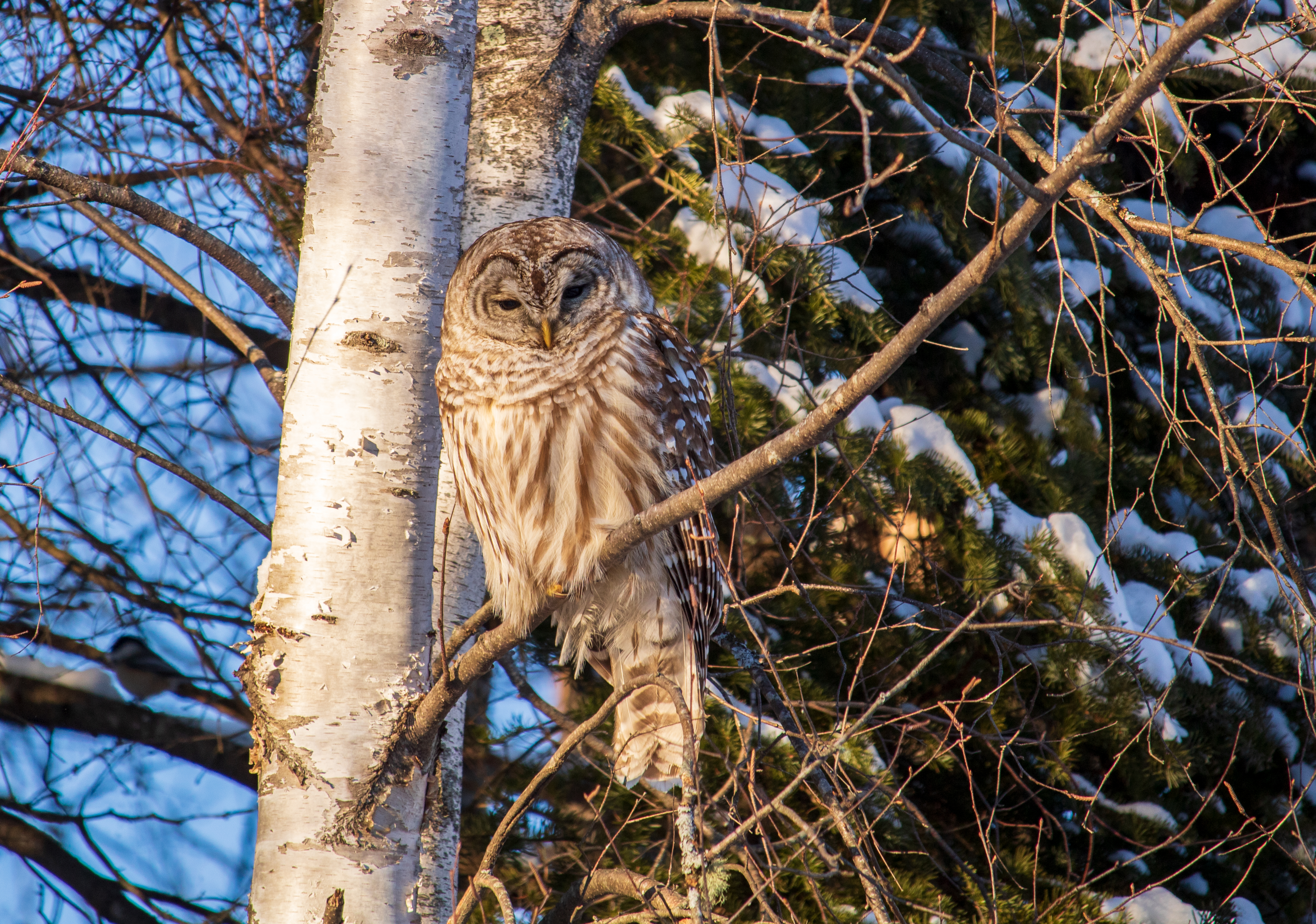 A barrred owl perched in a white birch tree with snow-covered pines in the background.