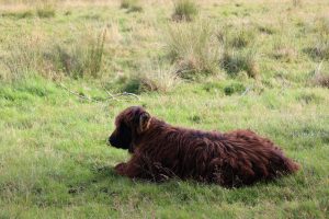 Very fuzzy calf having a nap in a field