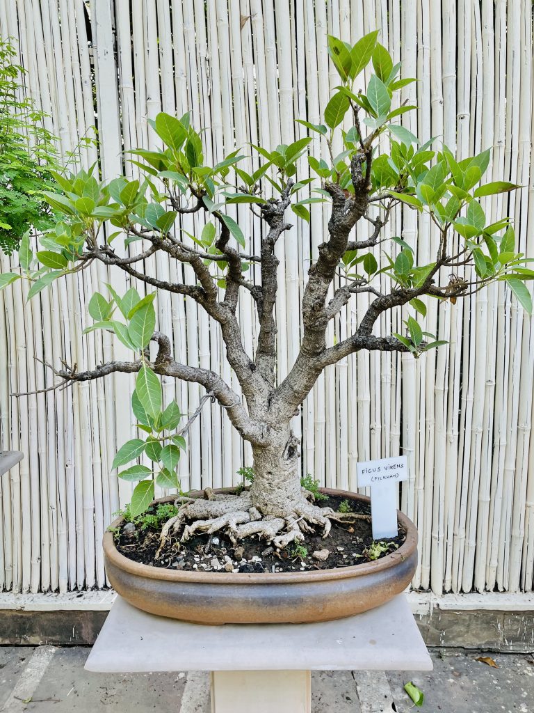 A Ficus Virens bonsai plant. From Lodhi Garden, Delhi, India.