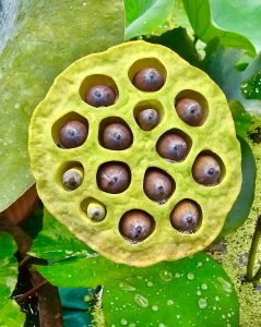 Lotus flower seeds, in the Malabar Botanical Garden, Olavanna Grampanchayat, Kozhikode District, Kerala, India.