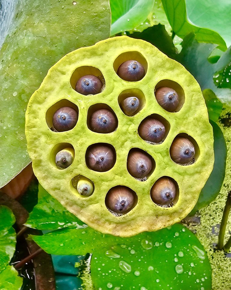 Lotus flower seeds, in the Malabar Botanical Garden, Olavanna Grampanchayat, Kozhikode District, Kerala, India.