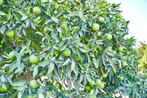 Unripe oranges in the orange tree and dirty leafs. From Limassol, Cyprus