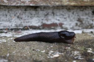 View larger photo: Slug side profile, lying on a flakey paint window cill, Strathgarve, Scotland