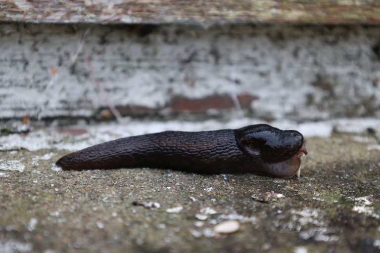 Slug side profile, lying on a flakey paint window cill, Strathgarve, Scotland