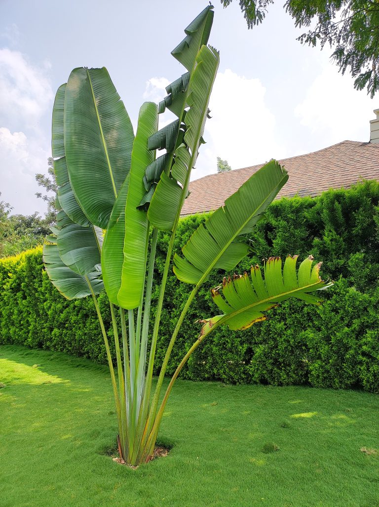 The palm is soothing like a swaying dancer, its leaves swaying to the rhythm of the breeze. A snap from Wayanad, Kerala