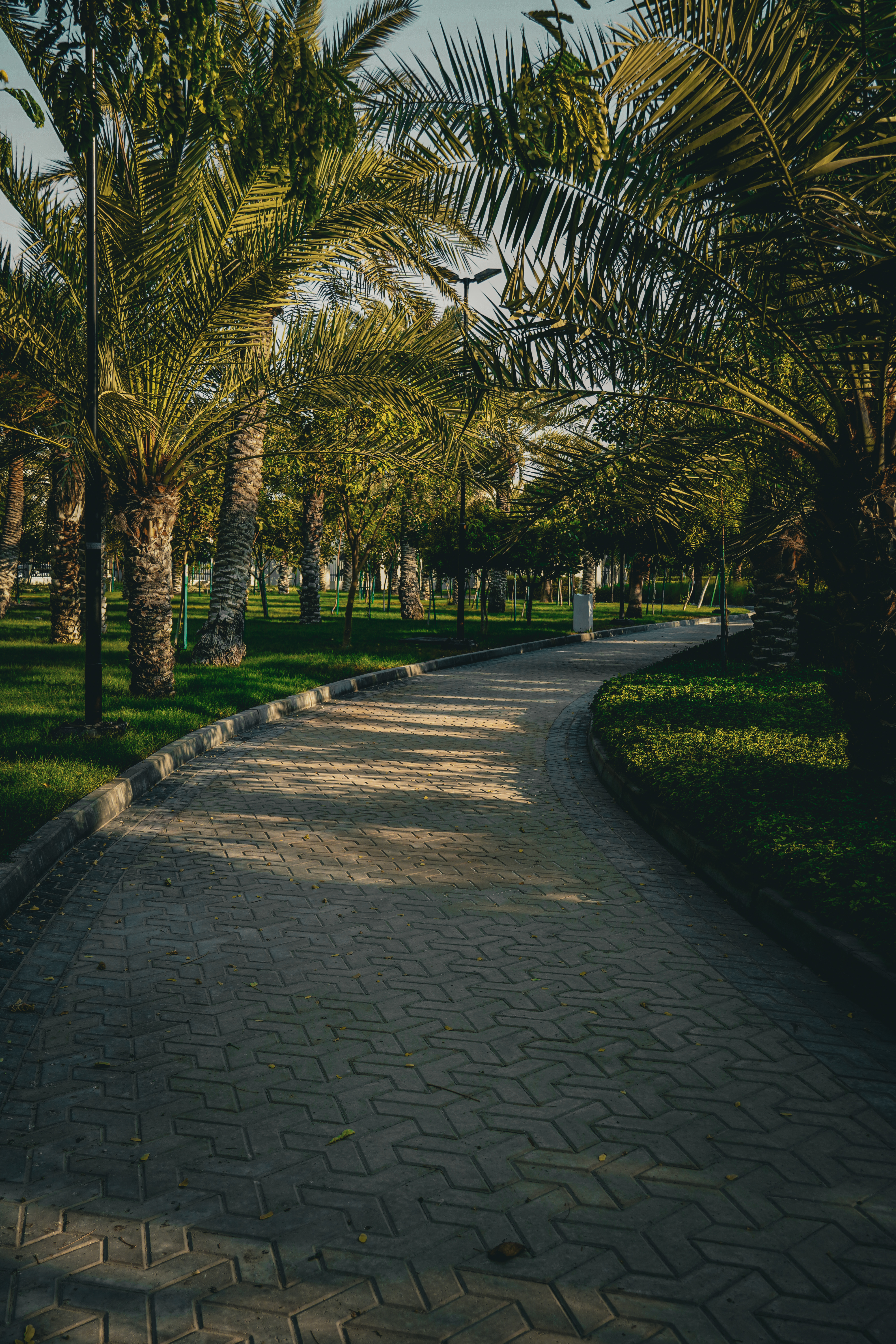 Brick paved walkway through a park filled with palm trees.