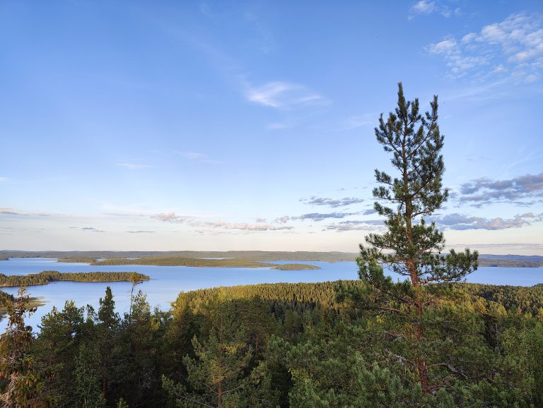 A serene view of a vast lake surrounded by dense forests under a blue sky with scattered clouds. In the foreground, a tall pine tree stands prominently atop a hill, overlooking the waterscape.