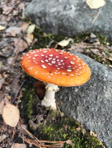 A vibrant red mushroom with white speckles on its cap stands near a gray stone. The ground is covered with moss, leaves, and twigs. The mushroom has a white stem.