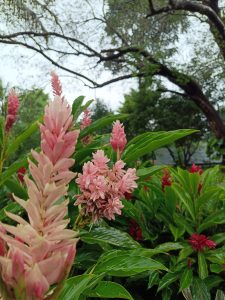 Pink flowers with long green leaves in a garden.