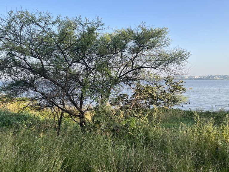 Nature click at Van Vihar, Bhopal captured during the Openverse Walk at WordCamp Bhopal