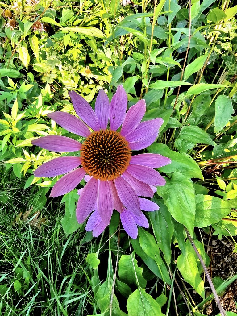 Echinacea purpurea flowers. It is commonly known as eastern purple coneflower, purple coneflower, hedgehog coneflower, or echinacea. From Niagara Falls State Park, New York, United States.