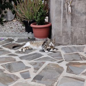 A surprised cat, lying on stone floor.