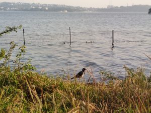 A Bird is looking for the food during morning sunshine.