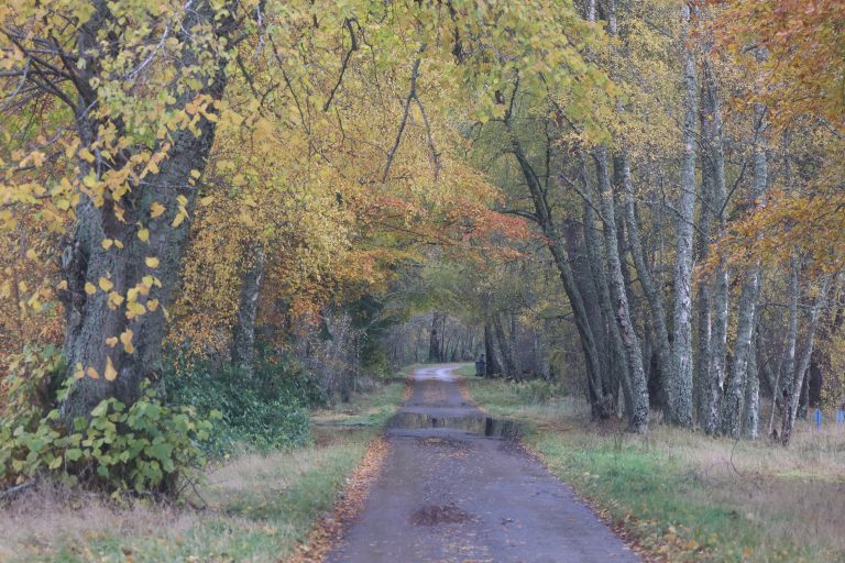 Autumn view of a lane, Strathgarve, Scottish Highlands