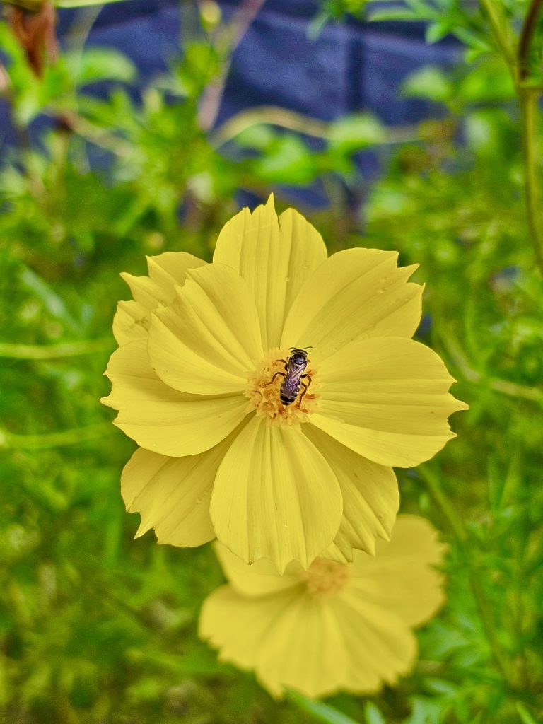 A Yellow Garden Cosmos flower and honey bee.  From Perumanna, Kozhikode, Kerala.