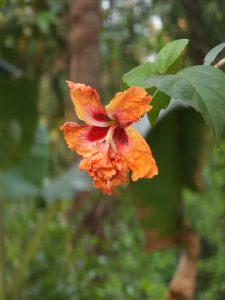 an orange hibiscus flower with a blurred green background. 