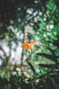 Close view of orange hibiscus with green background