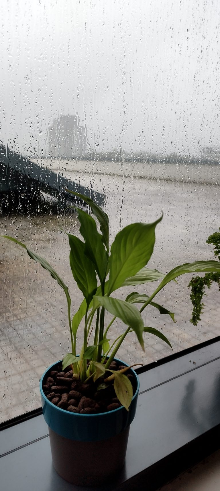 Rain on a window, plant inside the window in the foreground. #WPPhotoFestival