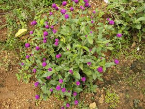 Gomphrena globosa, commonly known as globe amaranth, is an edible plant with bright pink flowers from the family Amaranthaceae.