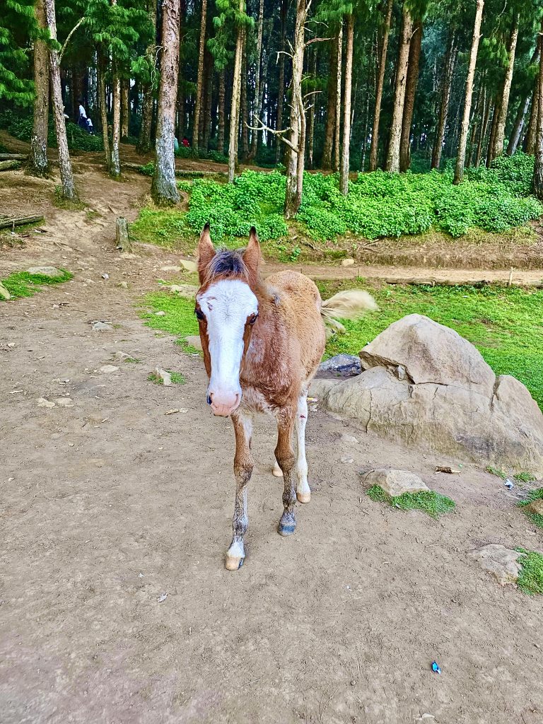 A foal, baby horse. From Pine forest, Ooty, Tamil Nadu, India.