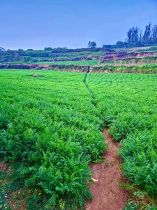 Evening view of Carrots fields. From Ooty, Tamil Nadu, India.