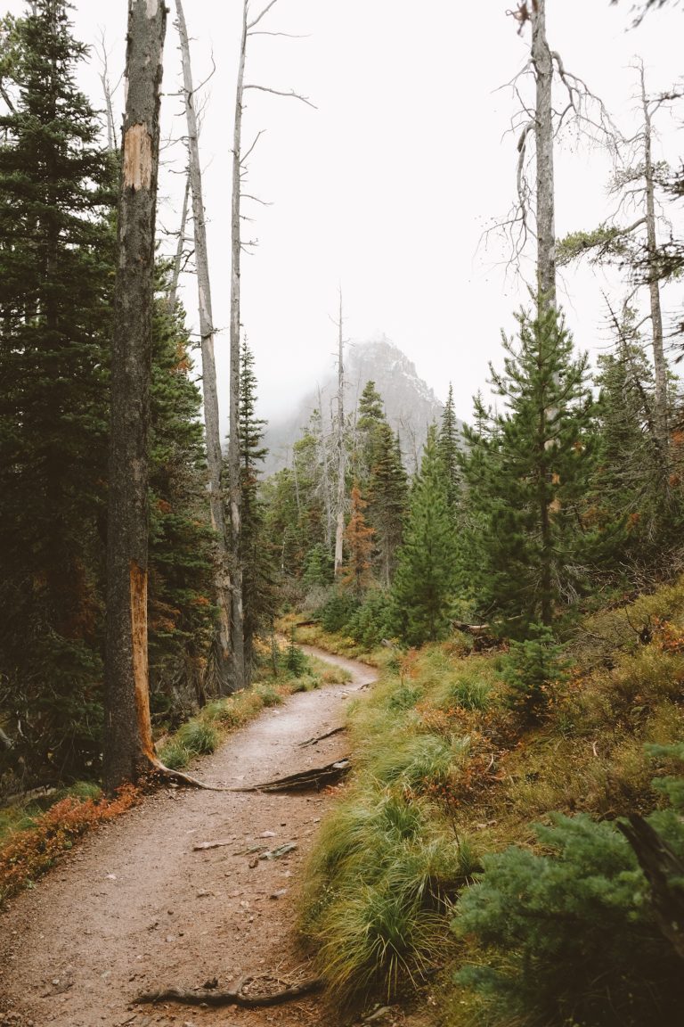 Hiking trail surrounded by fall forest trees with a snowy mountain top looming in the background.