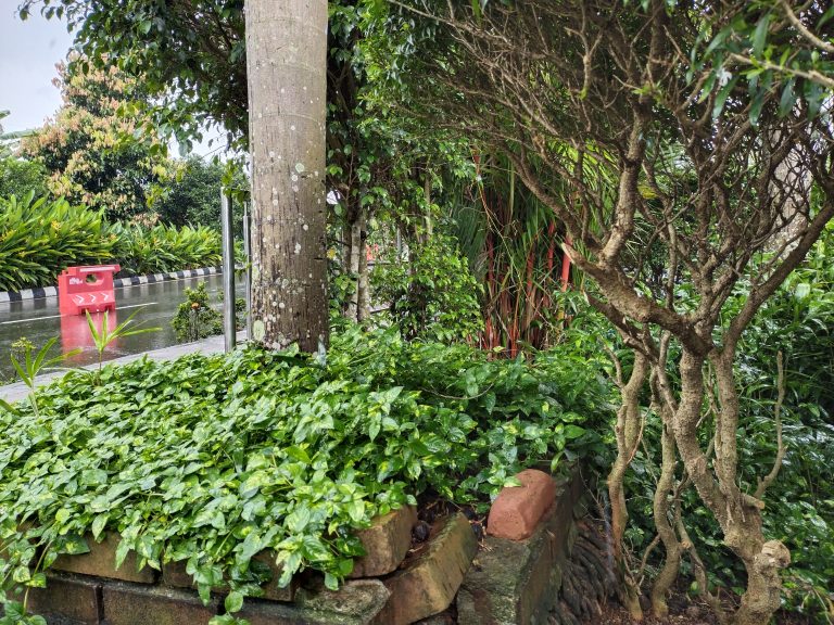 Greenery on a rainy atmosphere.