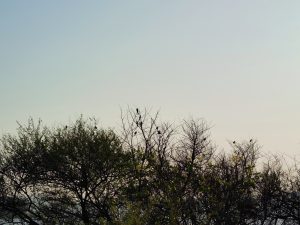 A group of birds are sitting on the tree.