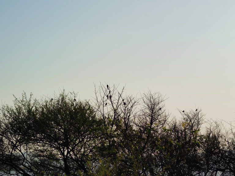 A group of birds are sitting on the tree.