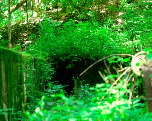 Bunker in the woods
