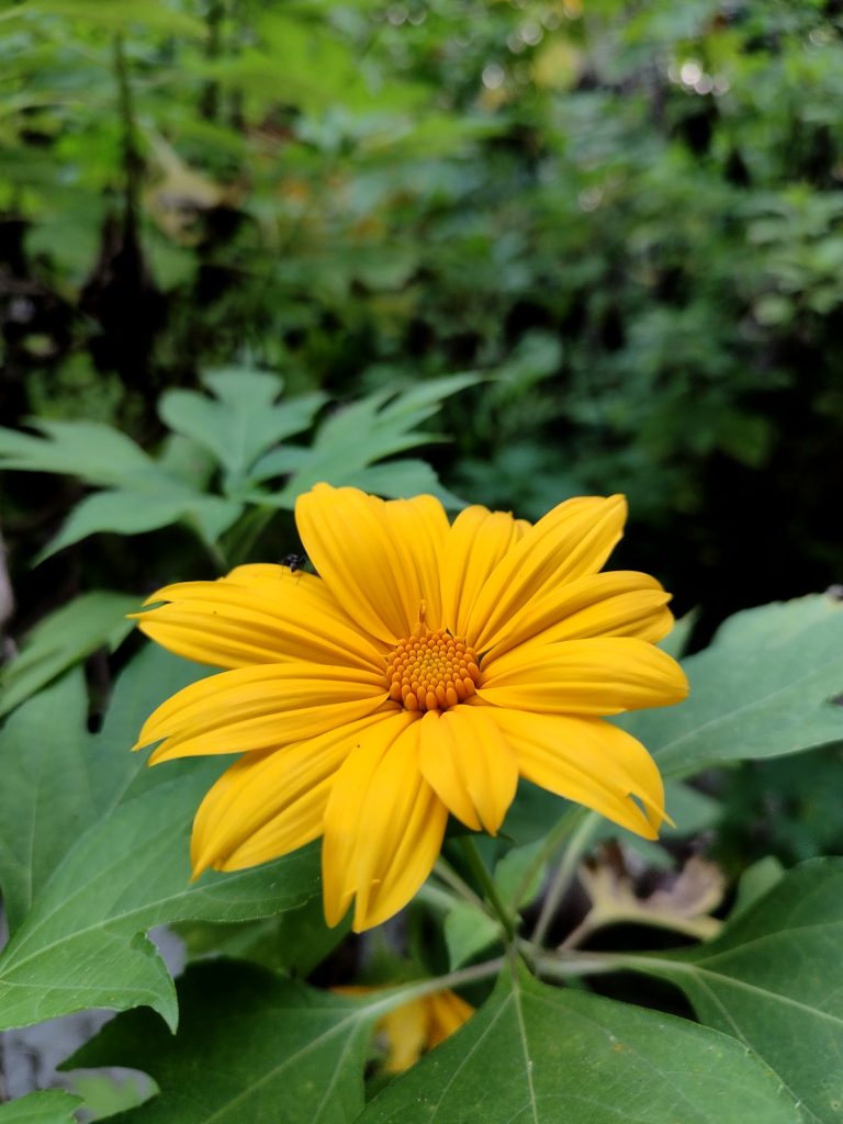 A yellow flower with an ant on it